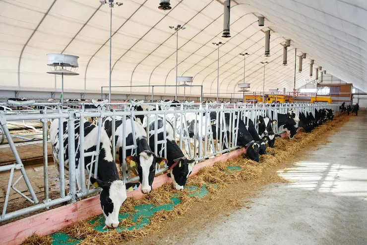डेरी फार्मिंग क्यों है गांव के लिए सही विकल्प?
